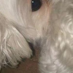 Meet your Posher, Max